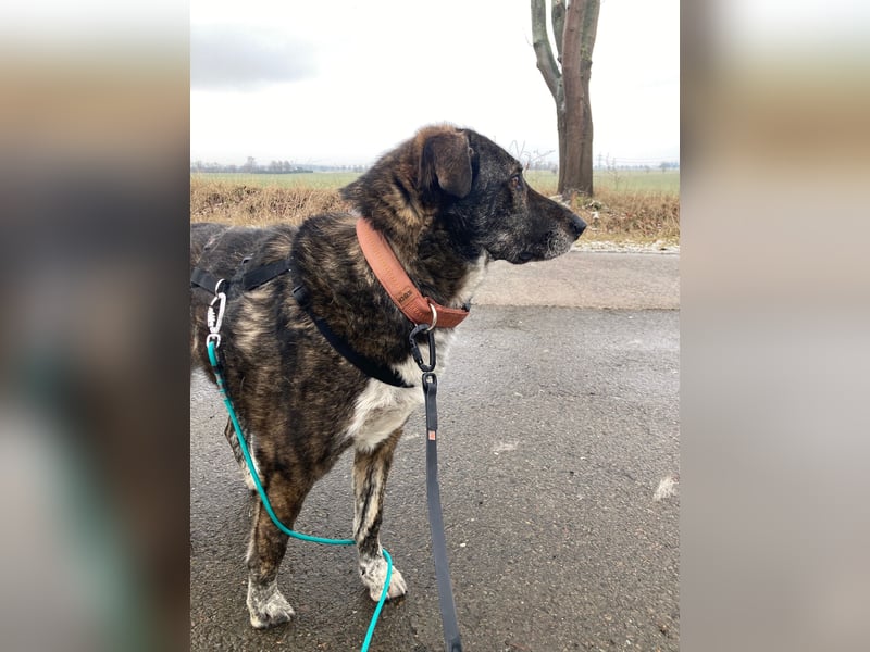 Verschmuster Rüde RUDY sucht sein Zuhause!