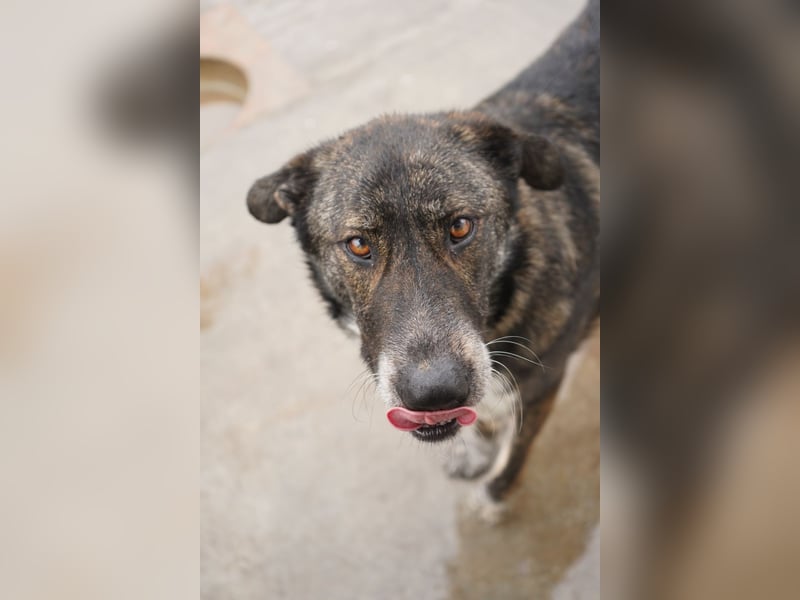 Verschmuster Rüde RUDY sucht sein Zuhause!