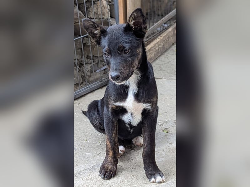 Süße MIMI möchte dein Herz erobern!