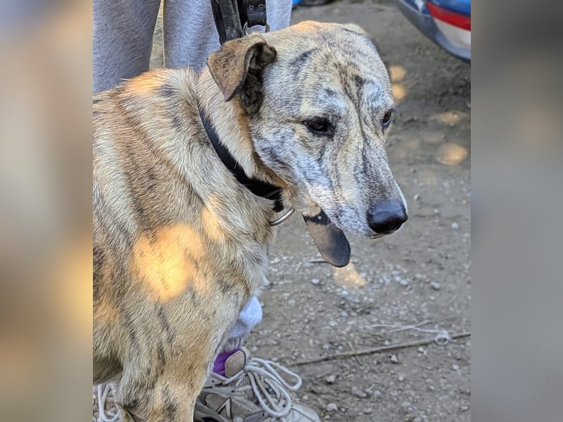 Draco wartet auf seine 2. Chance