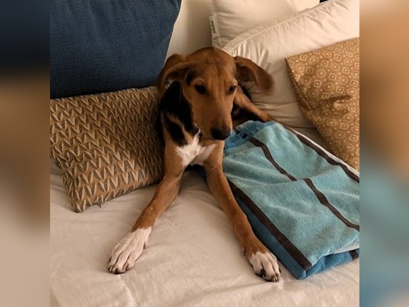 Rio sucht sein Rudel