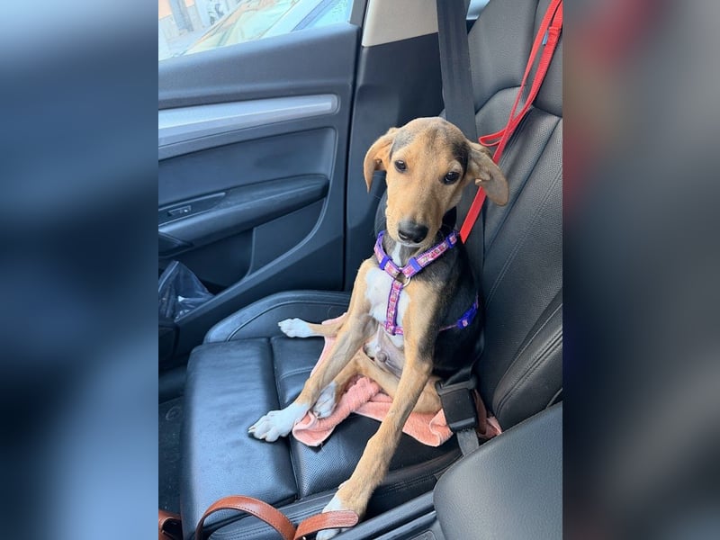 Junger Kämpfer Rio sucht sein Körbchen