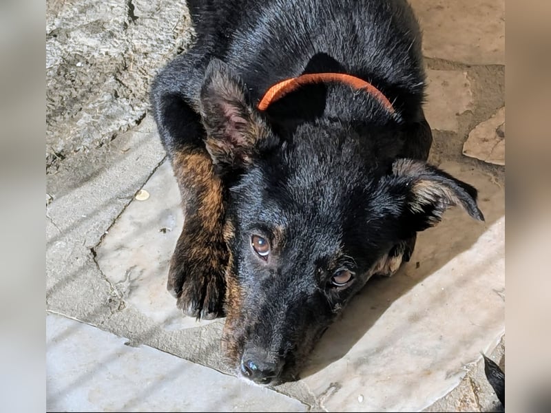 Süße MIMI möchte dein Herz erobern!