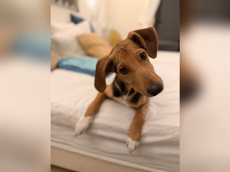 Rio sucht sein Rudel