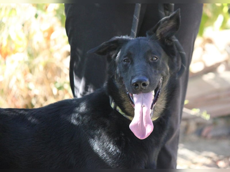 Liebenswerter BRUNO sucht dich zum Kuscheln