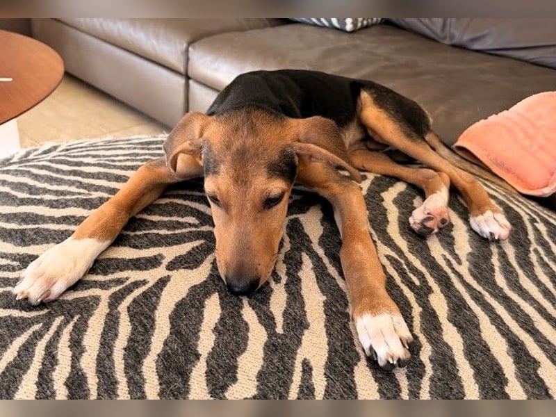 Junger Kämpfer Rio sucht sein Körbchen