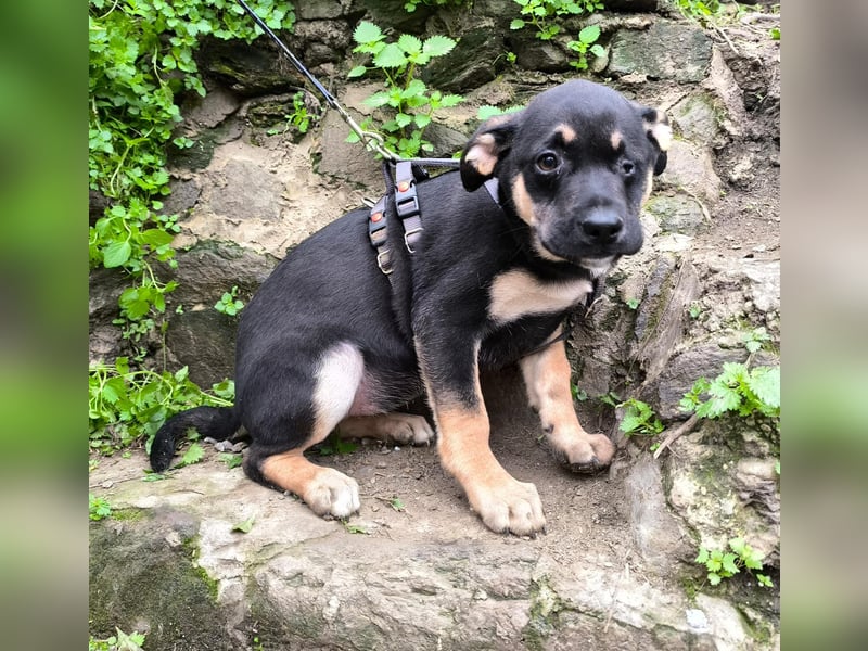 Maeve wünscht sich ihr eigenes Körbchen