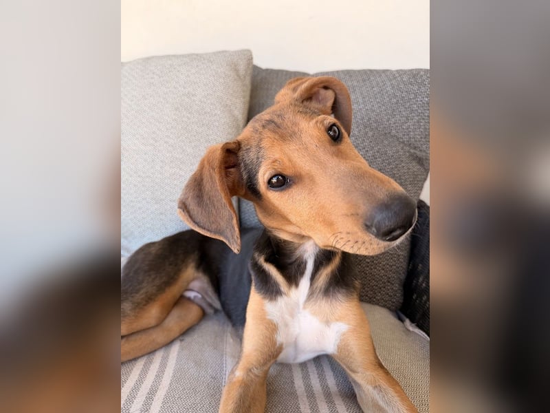 Rio sucht sein Rudel