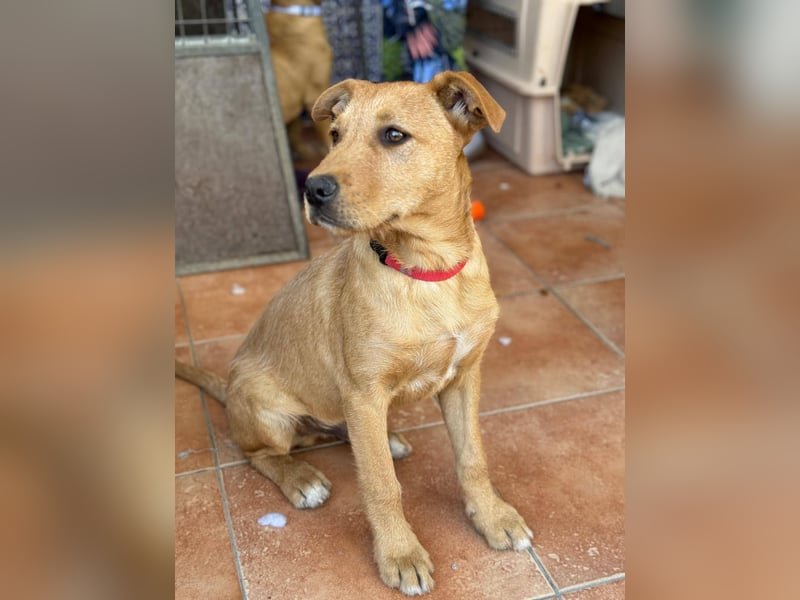 Scruffy sucht seine Dosenöffner