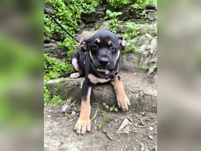 MAEVE wünscht sich ihr eigenes Körbchen