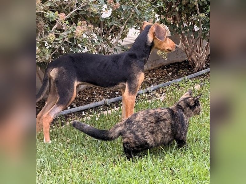 Junger Kämpfer Rio sucht sein Körbchen