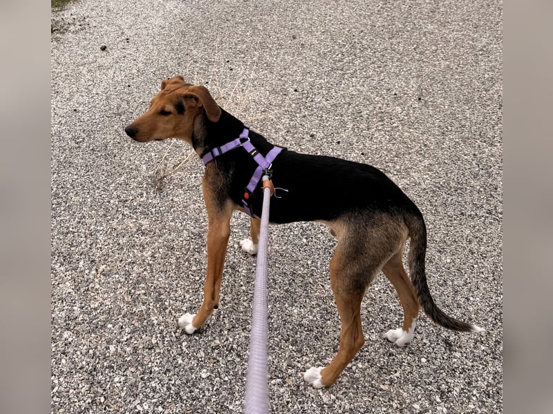 Junger Kämpfer Rio sucht sein Körbchen