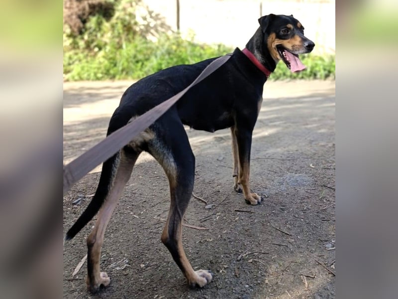 MAWI sucht ihr Für-Immer-Körbchen