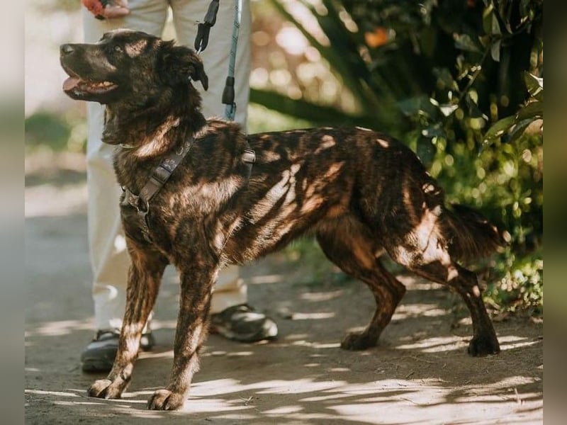 LEXI wartet sehnsüchtig auf ihre 2. Chance