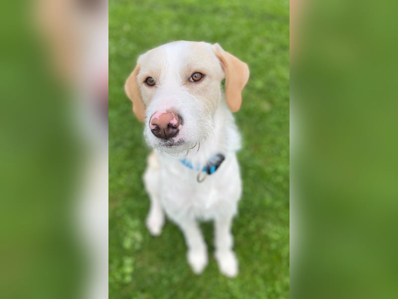 Pippo sucht sein Für-Immer-Körbchen