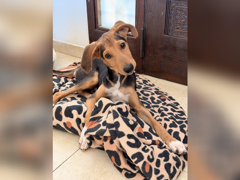 Junger Kämpfer Rio sucht sein Körbchen