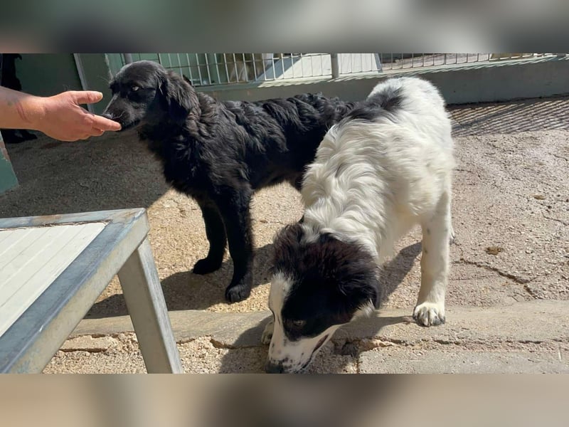 Orsetto sucht sein Körbchen