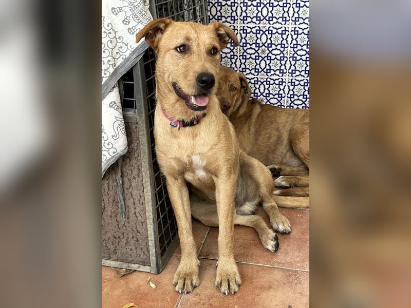 Scruffy sucht seine Dosenöffner