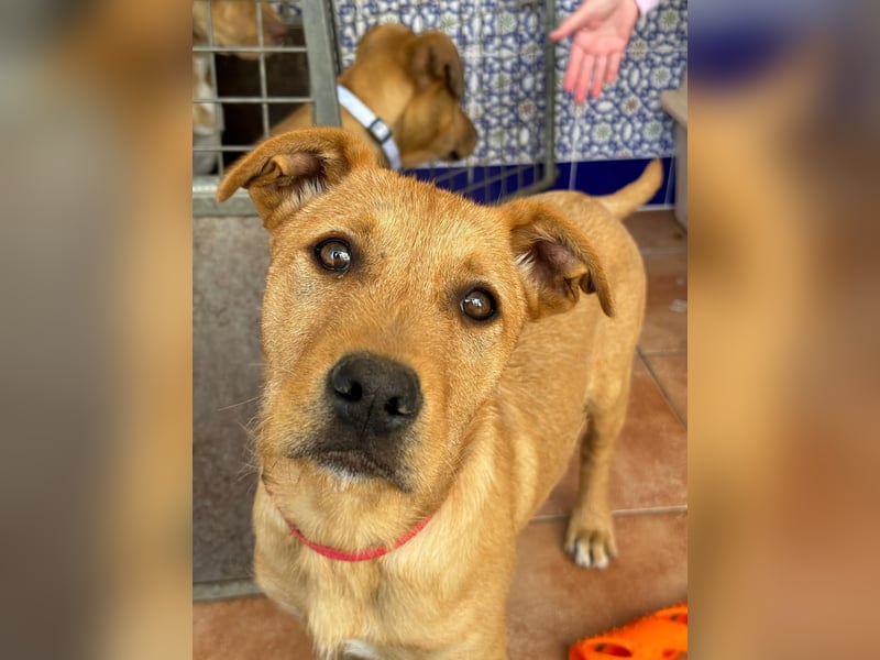 Scruffy sucht seine Dosenöffner