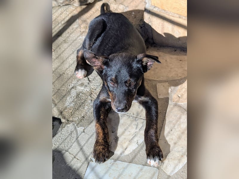 Süße MIMI möchte dein Herz erobern!