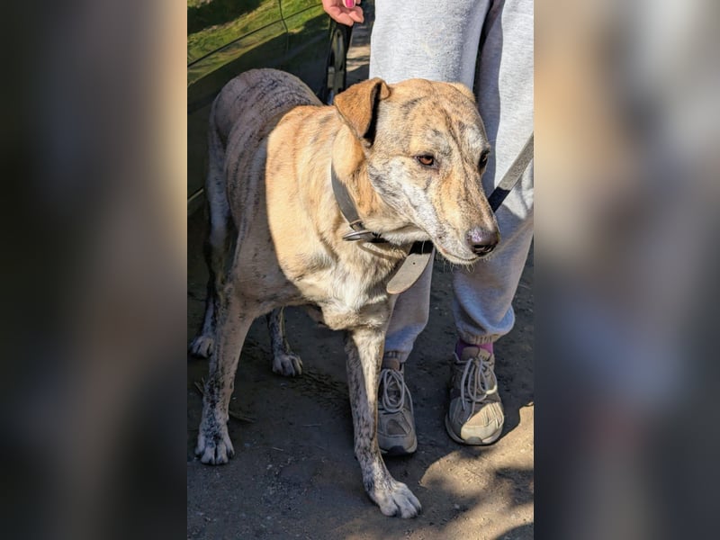 DRACO - sensibler Riese mit großem Herzen sucht sein Zuhause