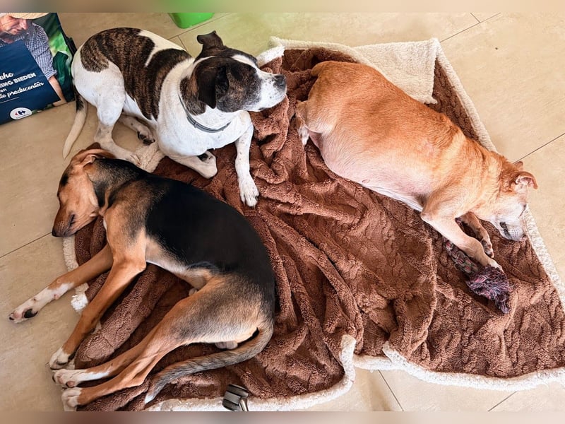 Junger Kämpfer Rio sucht sein Körbchen