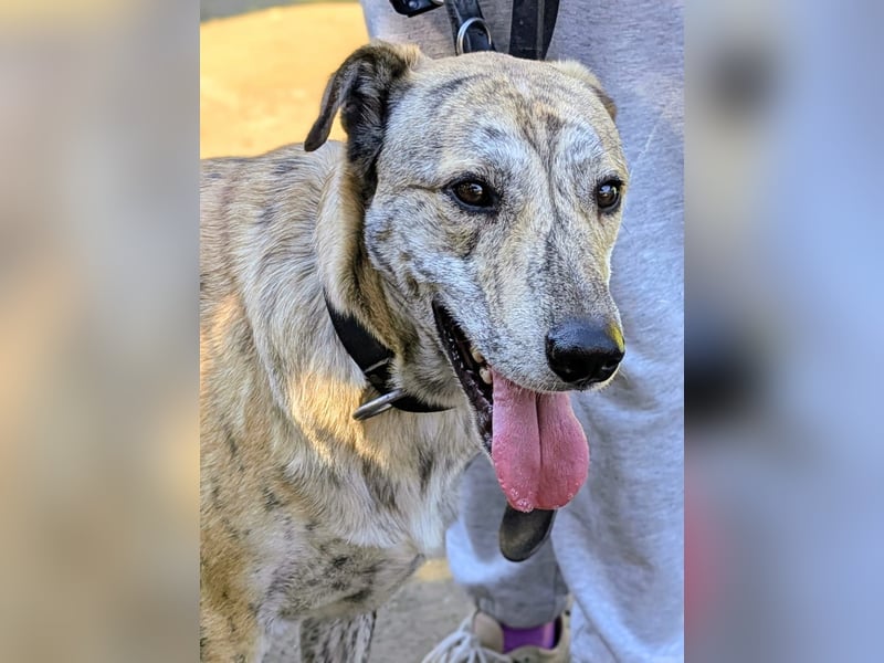 DRACO - sensibler Riese mit großem Herzen sucht sein Zuhause