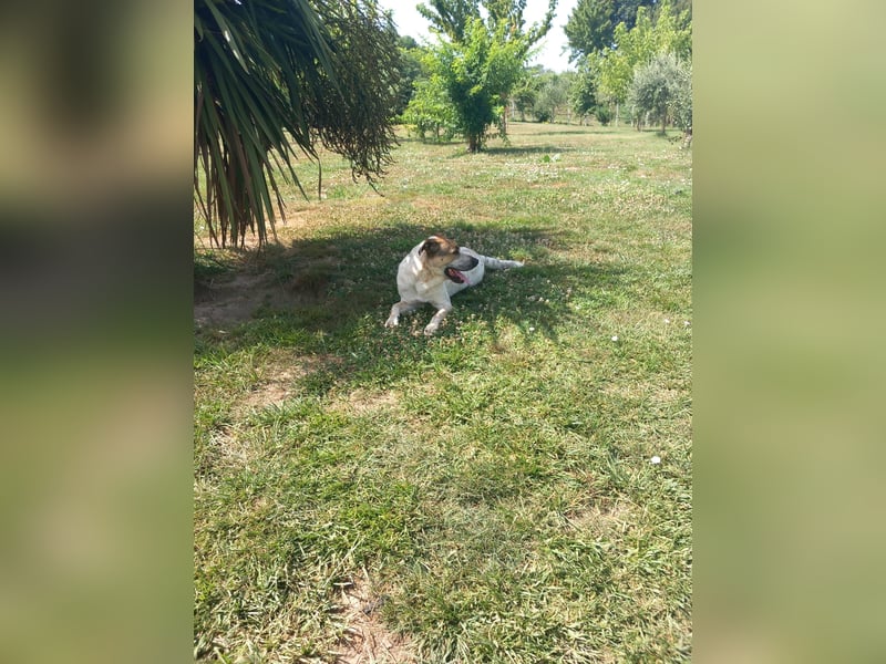 Billy such seine Paten