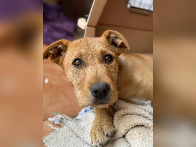 Scruffy sucht seine Dosenöffner