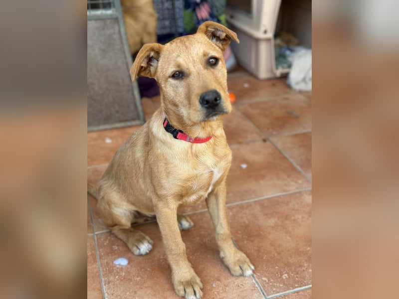 Scruffy sucht seine Dosenöffner