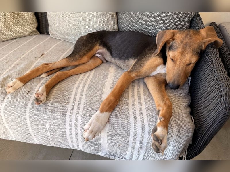 Rio sucht sein Rudel