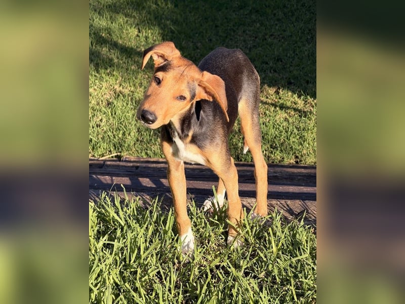 Junger Kämpfer Rio sucht sein Körbchen