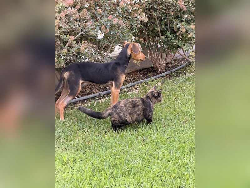 Rio sucht sein Rudel