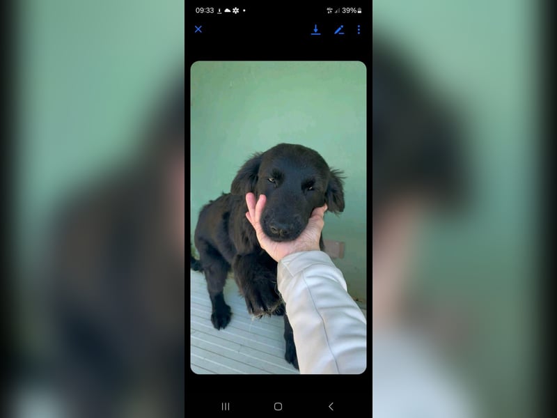 Orsetto sucht sein Körbchen