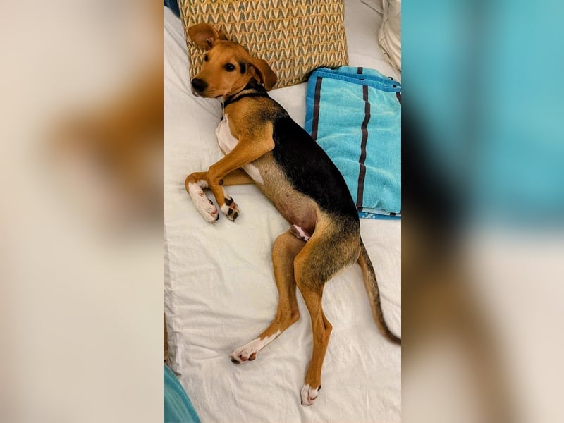 Rio sucht sein Rudel