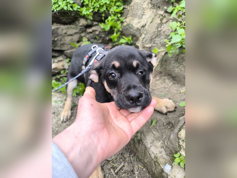 MAEVE wünscht sich ihr eigenes Körbchen