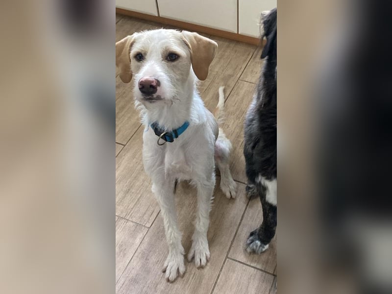 Pippo sucht sein Für-Immer-Körbchen