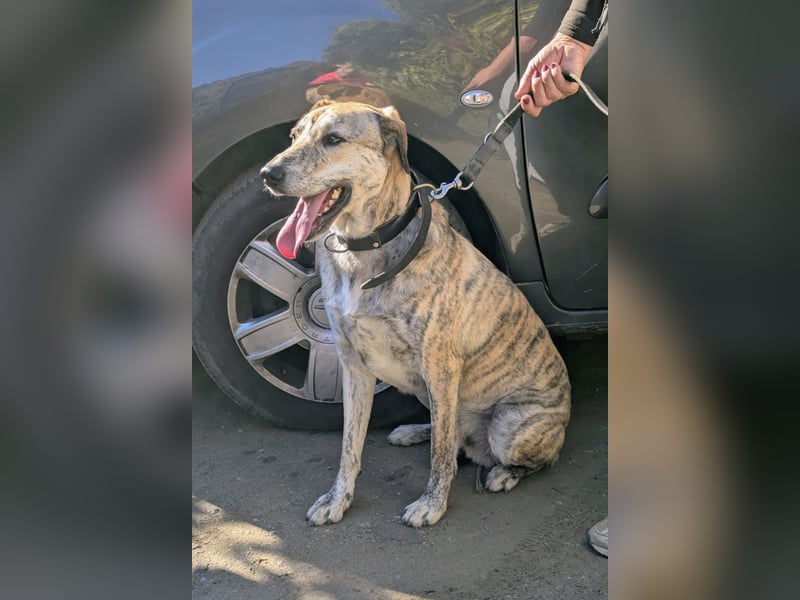 DRACO - sensibler Riese mit großem Herzen sucht sein Zuhause