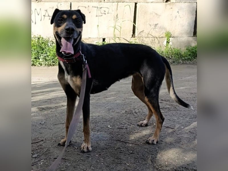 MAWI sucht ihr Für-Immer-Körbchen