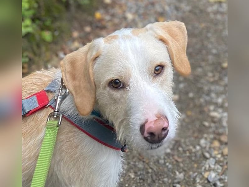 Pippo sucht sein Für-Immer-Körbchen