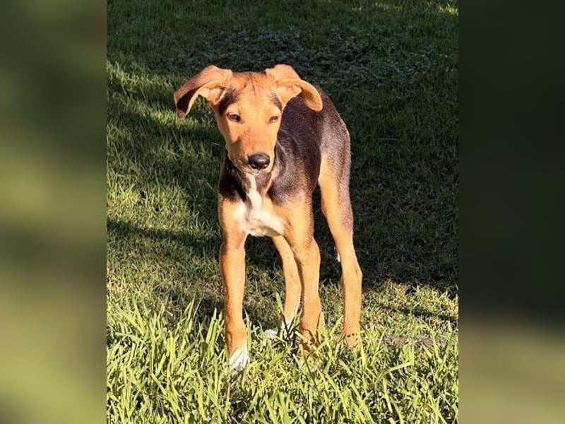 Junger Kämpfer Rio sucht sein Körbchen