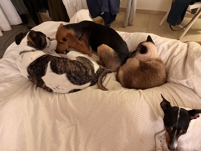 Rio sucht sein Rudel