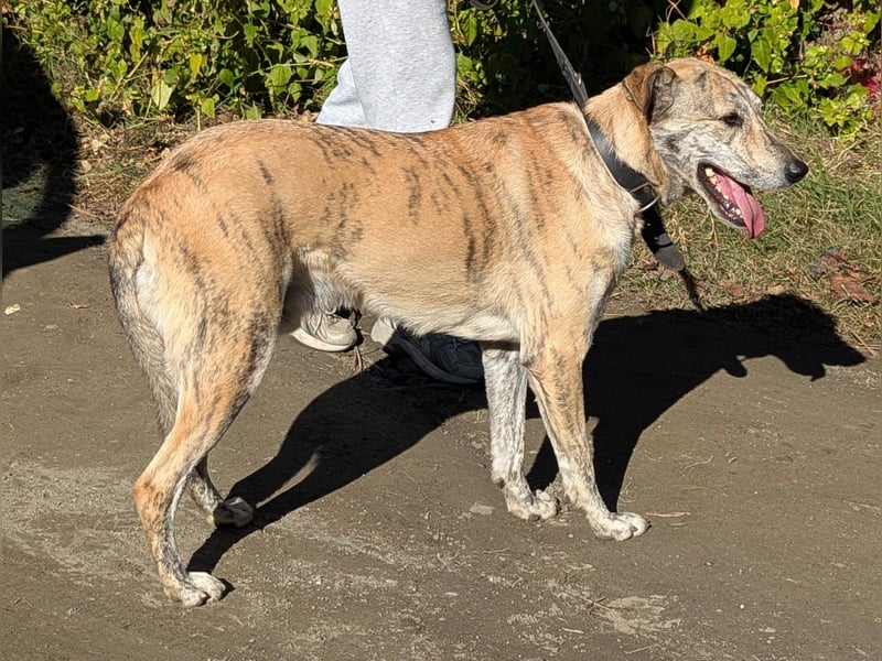 Draco wartet auf seine 2. Chance