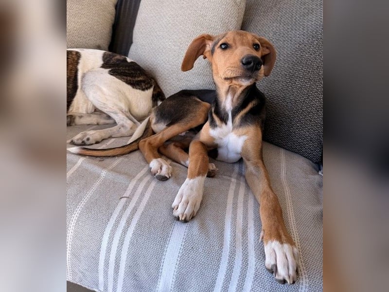 Rio sucht sein Rudel