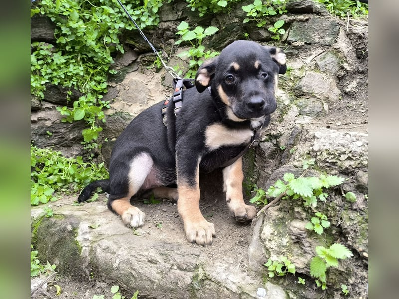 MAEVE wünscht sich ihr eigenes Körbchen