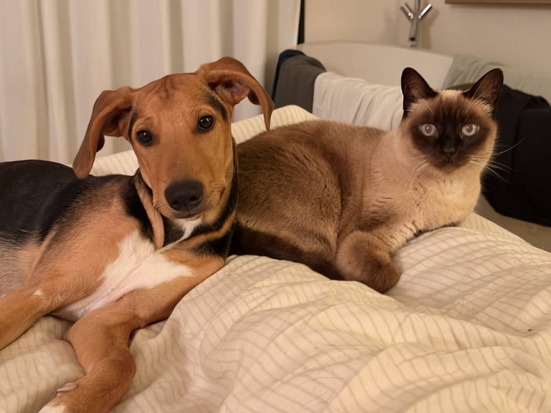 Rio sucht sein Rudel