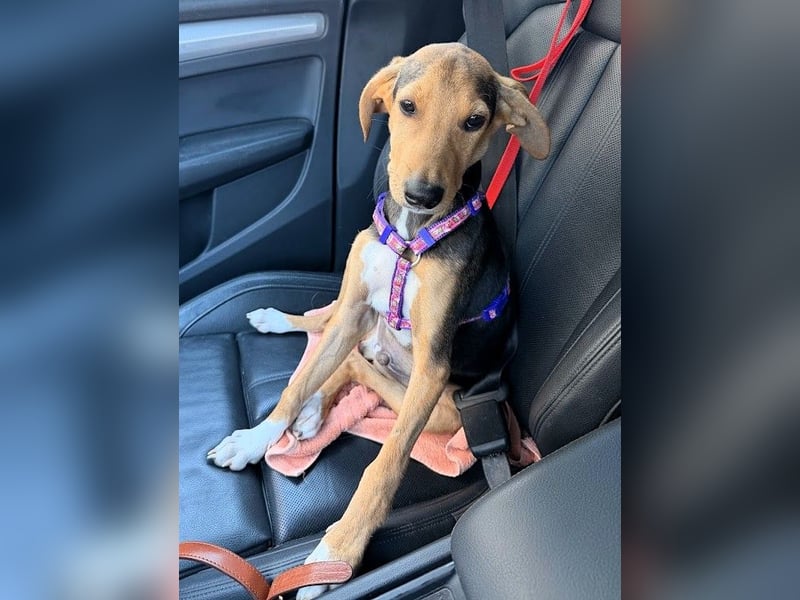 Junger Kämpfer Rio sucht sein Körbchen