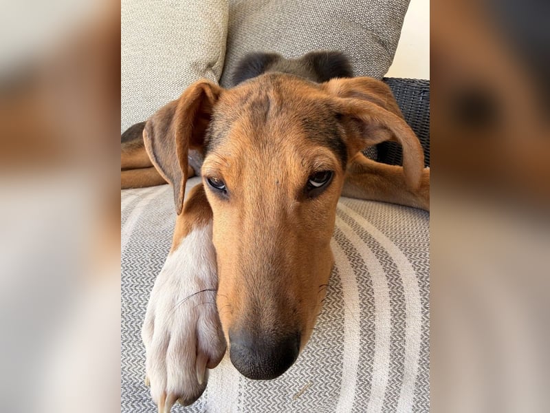 Rio sucht sein Rudel