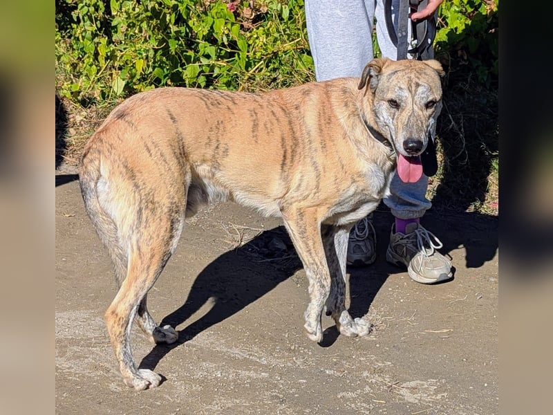 Draco wartet auf seine 2. Chance