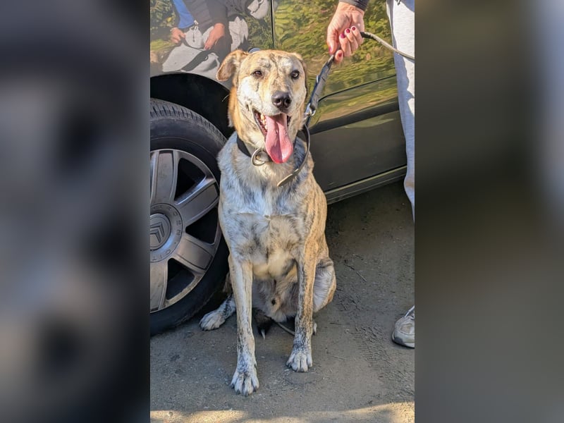 DRACO - sensibler Riese mit großem Herzen sucht sein Zuhause